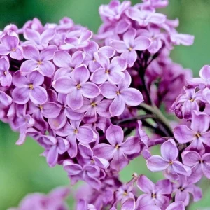 Purple Lilac Bush Live Plant - Fragrant Lavender Blossoms - 4 inch Pot - Image 3