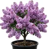 Purple Lilac Bush Live Plant - Fragrant Lavender Blossoms - 4 inch Pot - Image 1