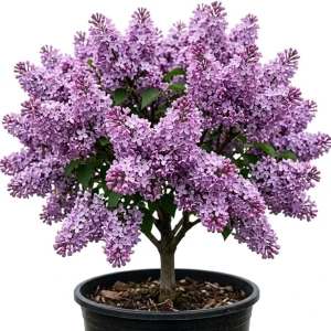 Purple Lilac Bush Live Plant - Fragrant Lavender Blossoms - 4 inch Pot - Image 1