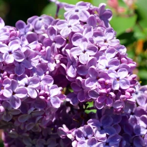 Purple Lilac Bush Live Plant - Fragrant Lavender Blossoms - 4 inch Pot - Image 6