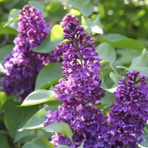 Purple Lilac Bush Live Plant – Lavender Purple Flowers – 4 inch Pot – Outdoor Shrub - Image 6