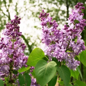 Purple Lilac Bush Live Plant – Lavender Purple Flowers – 4 inch Pot – Outdoor Shrub - Image 7