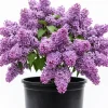 Purple Lilac Bush Live Plant – Lavender Purple Flowers – 4 inch Pot – Outdoor Shrub - Image 1
