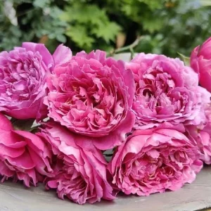 Purple Mist & Frost Rose Live Plant - Fragrant Reblooming Shrub Rose - Image 2