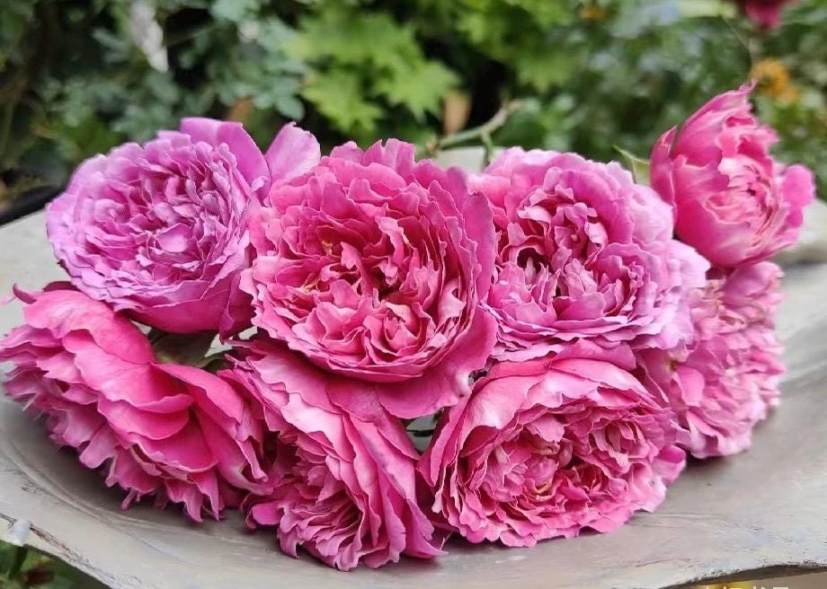 Purple Mist & Frost Rose Live Plant - Fragrant Reblooming Shrub Rose - Image 2