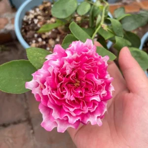 Purple Mist & Frost Rose Live Plant - Fragrant Reblooming Shrub Rose - Image 3