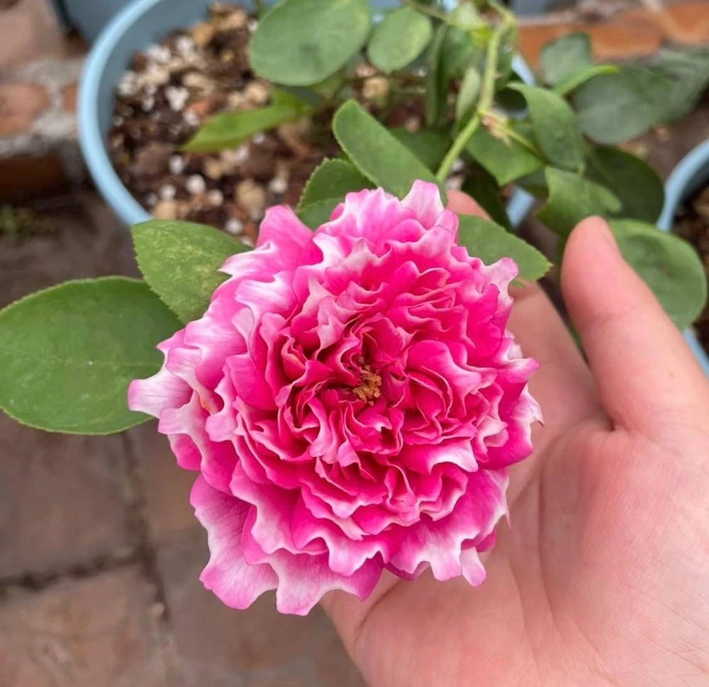Purple Mist & Frost Rose Live Plant - Fragrant Reblooming Shrub Rose - Image 3