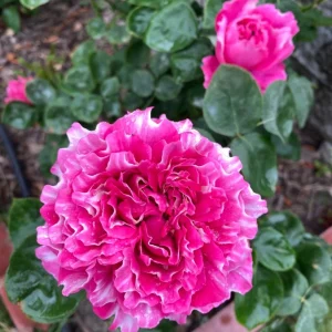Purple Mist & Frost Rose Live Plant - Fragrant Reblooming Shrub Rose - Image 4