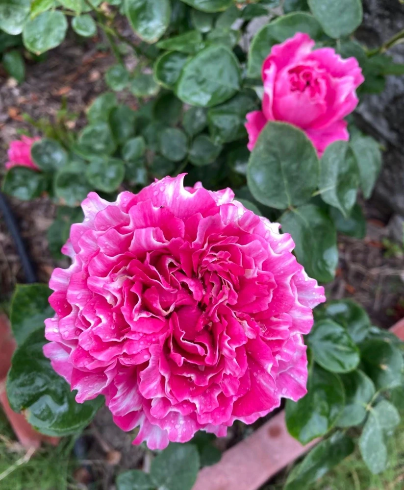Purple Mist & Frost Rose Live Plant - Fragrant Reblooming Shrub Rose - Image 4