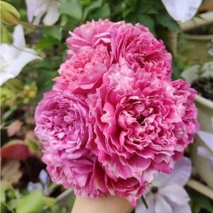 Purple Mist & Frost Rose Live Plant - Fragrant Reblooming Shrub Rose - Image 1