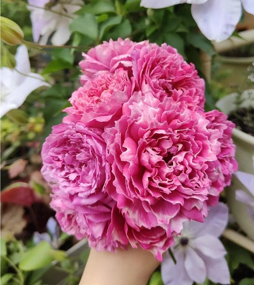 Purple Mist & Frost Rose Live Plant - Fragrant Reblooming Shrub Rose - Image 1