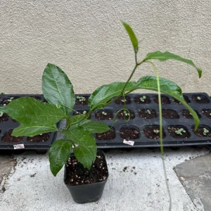 Purple Passion Fruit Live Plant – Passiflora Edulis Vine – Potted Starter Plant - Image 3