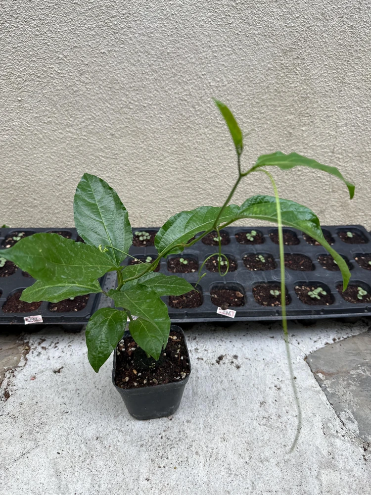 Purple Passion Fruit Live Plant – Passiflora Edulis Vine – Potted Starter Plant - Image 3