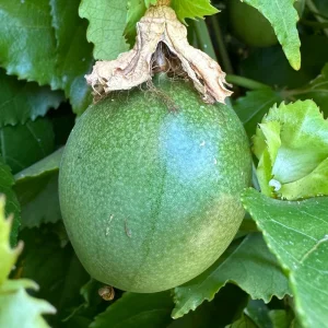 Purple Passion Fruit Live Plant – Passiflora Edulis Vine – Potted Starter Plant - Image 5