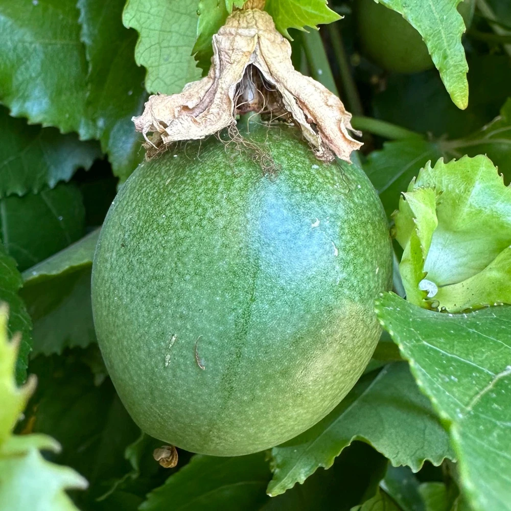 Purple Passion Fruit Live Plant – Passiflora Edulis Vine – Potted Starter Plant - Image 5