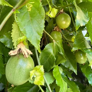 Purple Passion Fruit Live Plant – Passiflora Edulis Vine – Potted Starter Plant - Image 6