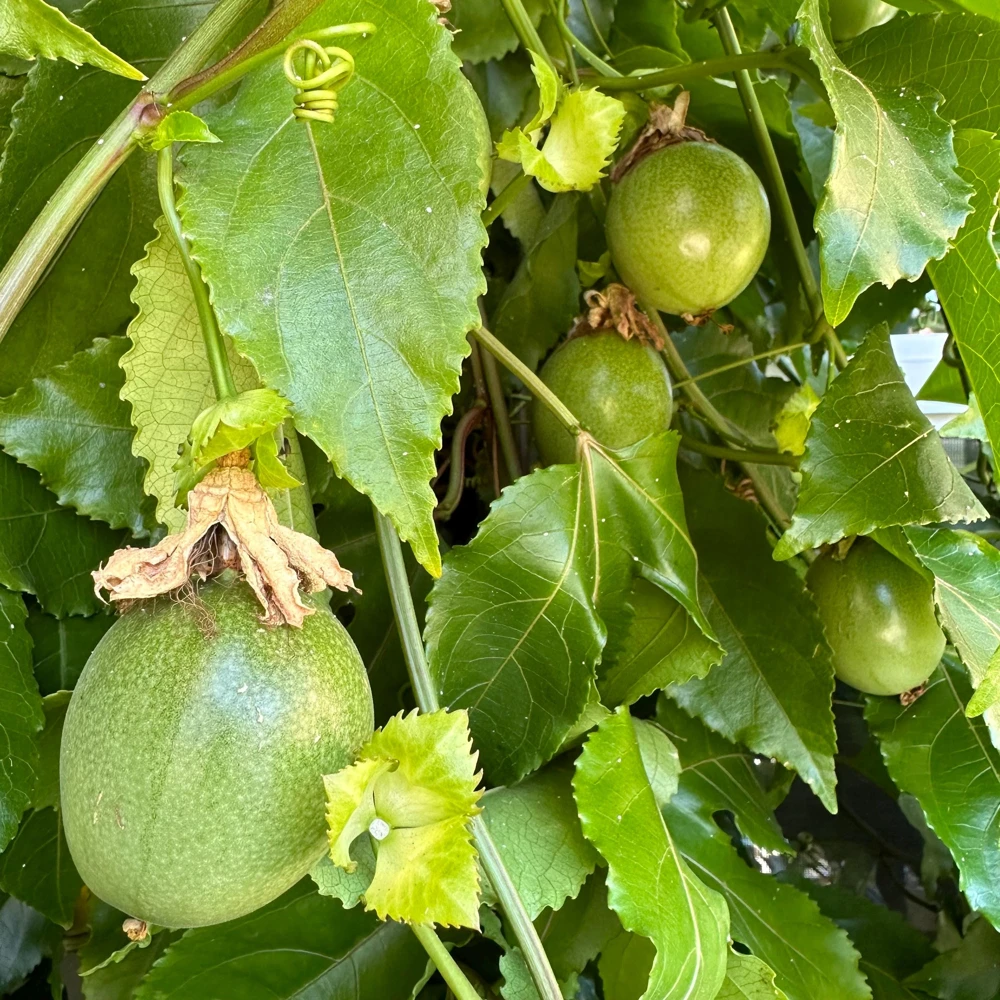 Purple Passion Fruit Live Plant – Passiflora Edulis Vine – Potted Starter Plant - Image 6