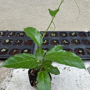 Purple Passion Fruit Live Plant – Passiflora Edulis Vine – Potted Starter Plant - Image 1