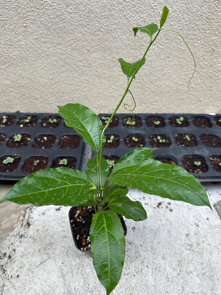 Purple Passion Fruit Live Plant – Passiflora Edulis Vine – Potted Starter Plant - Image 1