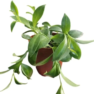 Purple Star Lipstick Live Plant - Aeschynanthus Radicans - 4