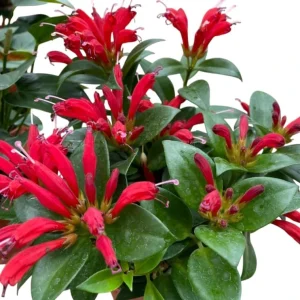 Purple Star Lipstick Live Plant - Aeschynanthus Radicans - 4
