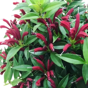 Purple Star Lipstick Live Plant - Aeschynanthus Radicans - 4