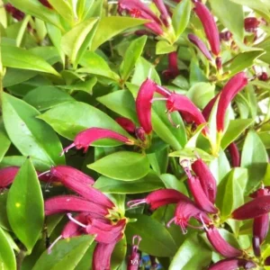 Purple Star Lipstick Live Plant - Aeschynanthus Radicans - 4