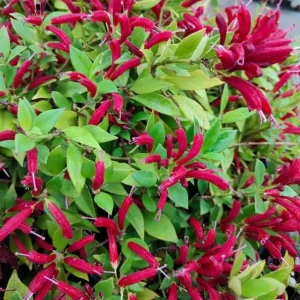 Purple Star Lipstick Live Plant - Aeschynanthus Radicans - 4