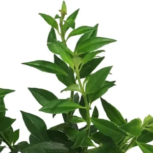 Purple Star Lipstick Live Plant - Aeschynanthus Radicans - 4