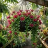 Purple Star Lipstick Live Plant - Aeschynanthus Radicans - 4" Pot - Trailing Houseplant - Image 1