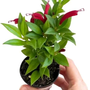 Purple Star Lipstick Plant - Live Aeschynanthus Trailing Houseplant, 2