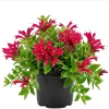Purple Star Lipstick Plant - Live Aeschynanthus Trailing Houseplant, 2" Pot - Image 1