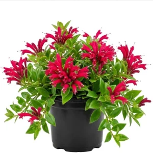 Purple Star Lipstick Plant - Live Aeschynanthus Trailing Houseplant, 2
