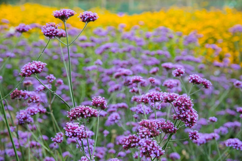 Purple Top Verbena Live Plant - Verbena bonariensis Starter Plant - 2.5"x3.5" Pot - Image 2