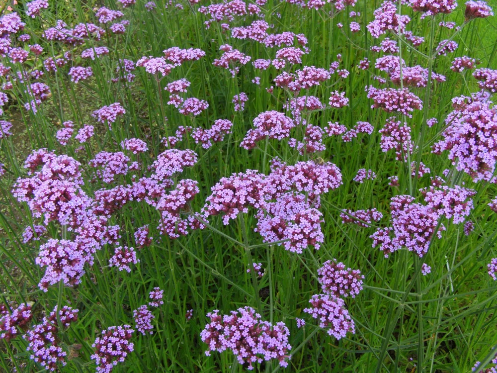 Purple Top Verbena Live Plant - Verbena bonariensis Starter Plant - 2.5"x3.5" Pot - Image 3