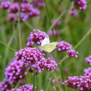 Purple Top Verbena Live Plant - Verbena bonariensis Starter Plant - 2.5