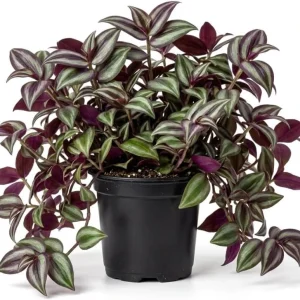 Purple Wandering Jew Live Plant – Tradescantia Pallida – 4