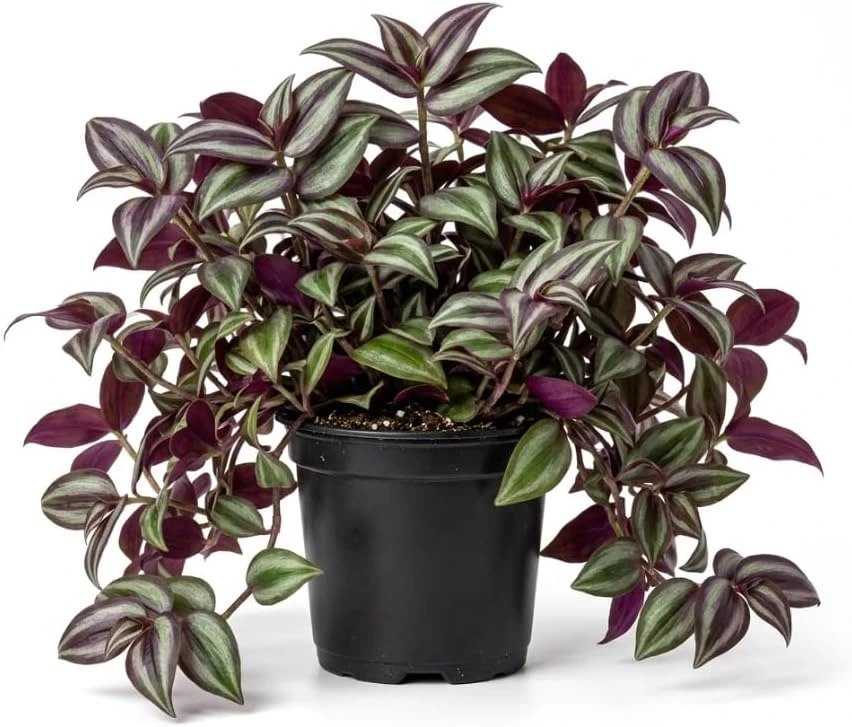 Purple Wandering Jew Live Plant – Tradescantia Pallida – 4" Pot – Vibrant Houseplant - Image 2