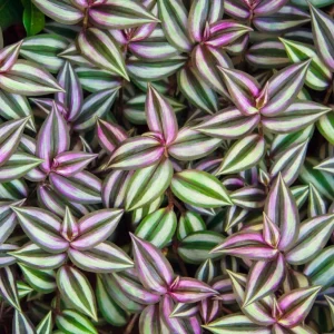 Purple Wandering Jew Live Plant – Tradescantia Pallida – 4