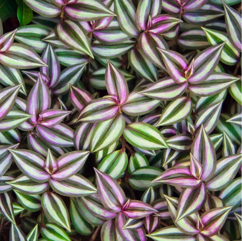 Purple Wandering Jew Live Plant – Tradescantia Pallida – 4" Pot – Vibrant Houseplant - Image 3