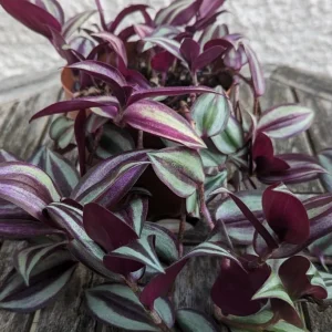 Purple Wandering Jew Live Plant – Tradescantia Pallida – 4