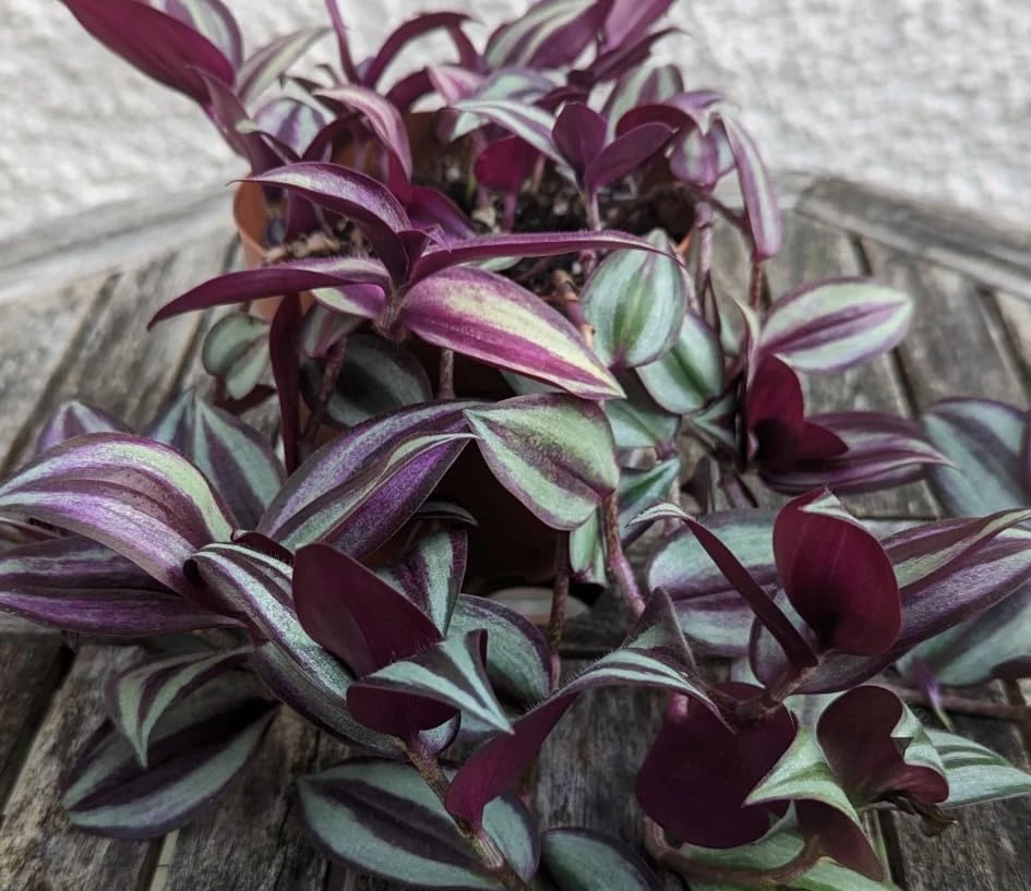 Purple Wandering Jew Live Plant – Tradescantia Pallida – 4" Pot – Vibrant Houseplant - Image 4