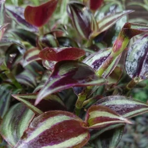 Purple Wandering Jew Live Plant – Tradescantia Pallida – 4