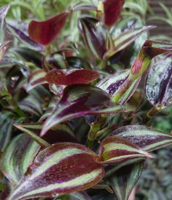 Purple Wandering Jew Live Plant – Tradescantia Pallida – 4" Pot – Vibrant Houseplant - Image 5