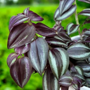 Purple Wandering Jew Live Plant – Tradescantia Pallida – 4