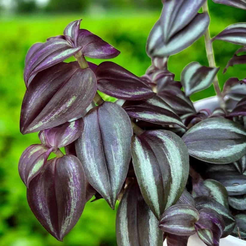 Purple Wandering Jew Live Plant – Tradescantia Pallida – 4" Pot – Vibrant Houseplant - Image 6