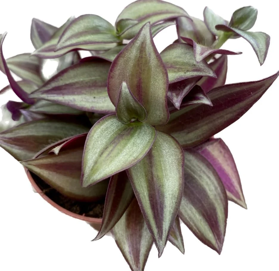 Purple Wandering Jew Live Plant – Tradescantia Pallida – 4" Pot – Vibrant Houseplant - Image 7