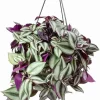 Purple Wandering Jew Live Plant – Tradescantia Pallida – 4" Pot – Vibrant Houseplant - Image 1