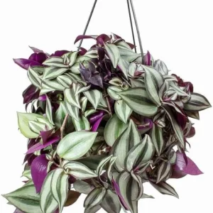 Purple Wandering Jew Live Plant – Tradescantia Pallida – 4
