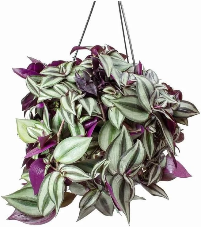 Purple Wandering Jew Live Plant – Tradescantia Pallida – 4" Pot – Vibrant Houseplant - Image 1